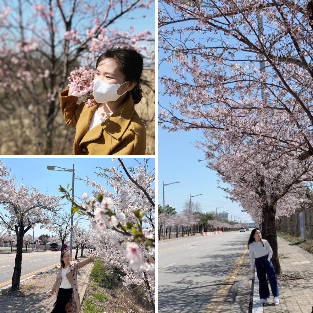 Cherry Blossom Photos taken at Incheon International Airport Cargo Terminal Streets