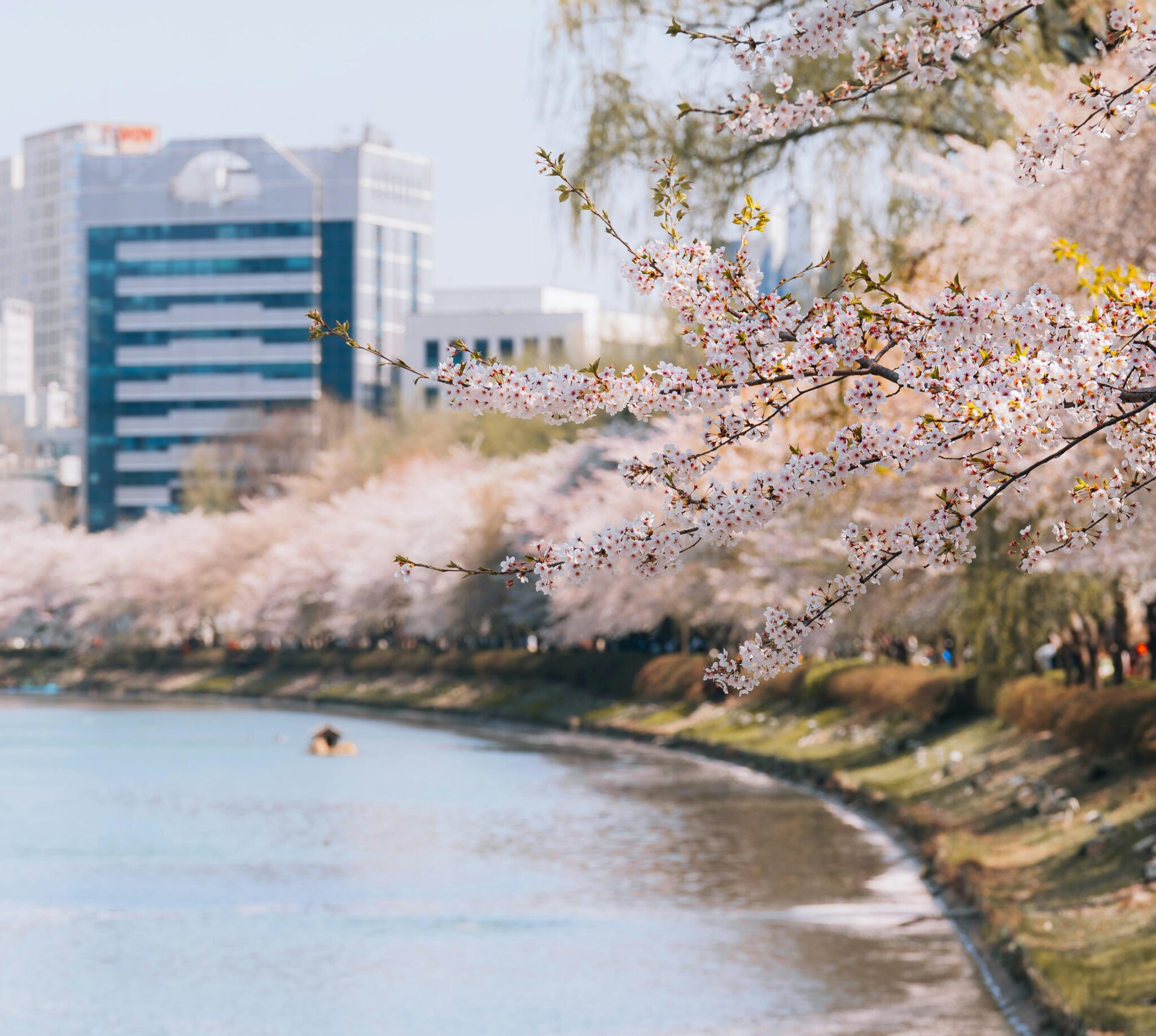 Seokchon Lake Cherry Blossoms in Seoul, South Korea
