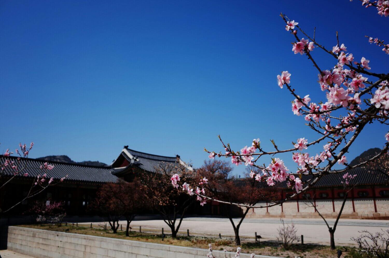 Palace framed by cherry blossoms in South Korea